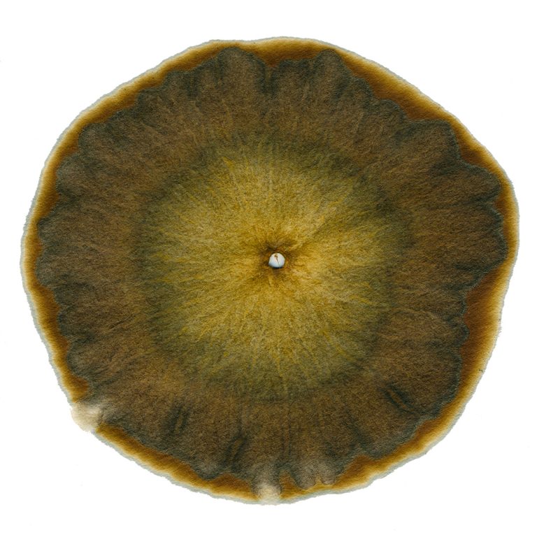 Soil Chromatography Cameron Young